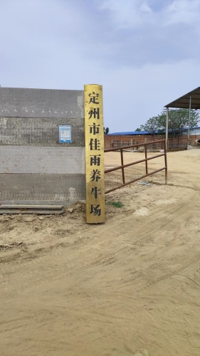 定州市佳雨养牛场