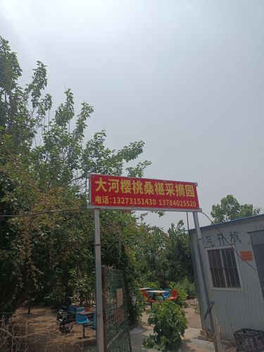 大河樱桃桑椹采摘园