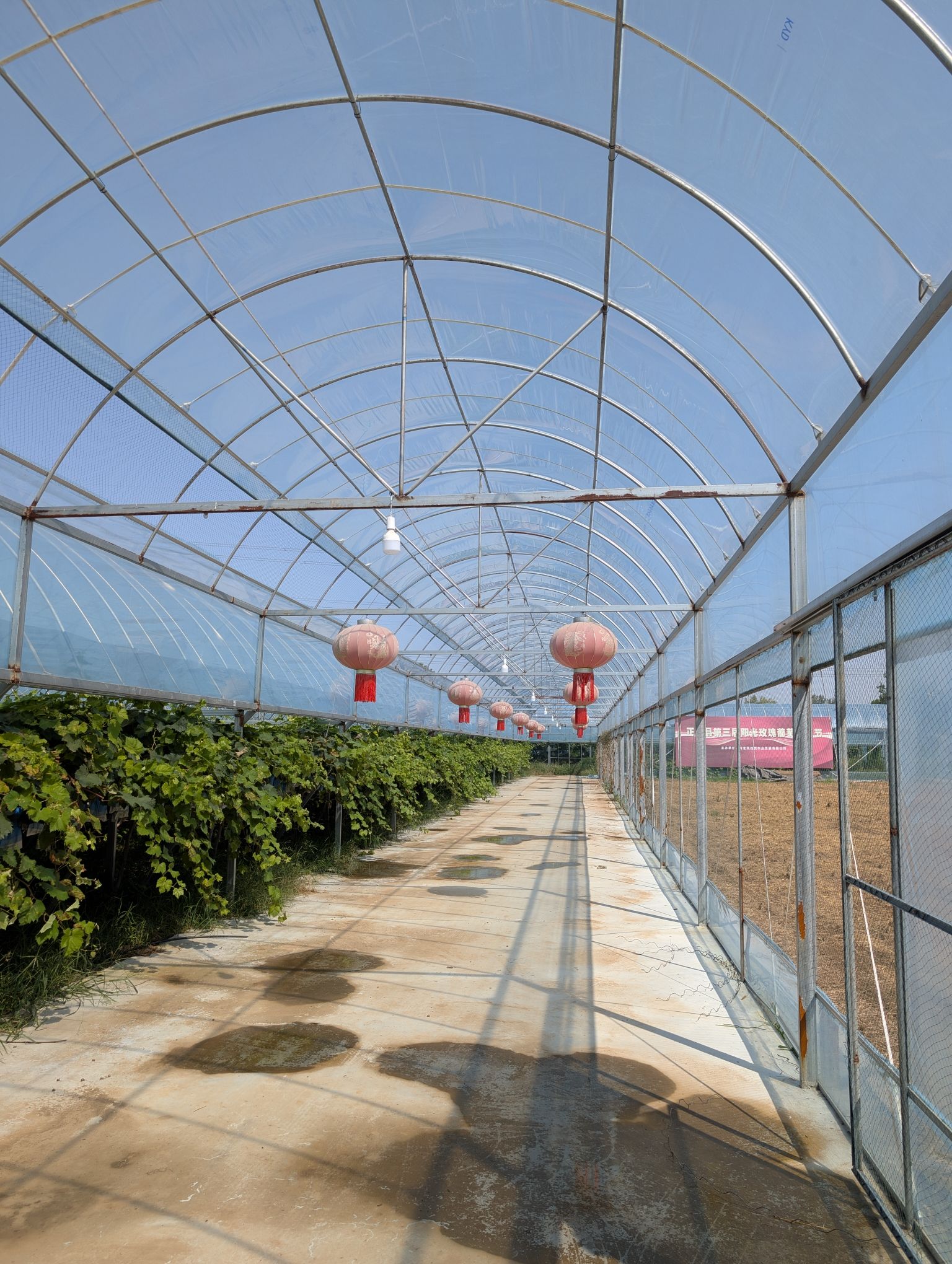 河北民佳悦阳光玫瑰葡萄产业园