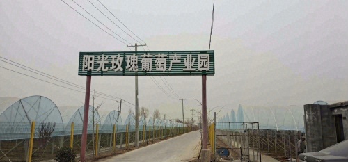 河北民佳悦阳光玫瑰葡萄产业园