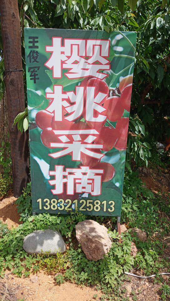 王俊军樱桃采摘园