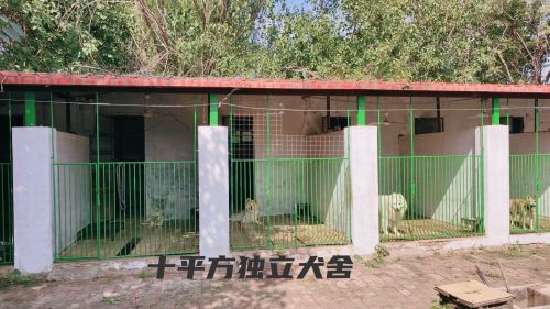 石家庄军兴犬只训练寄养基地