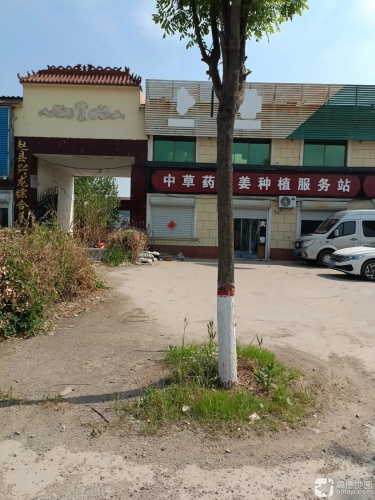 中草药大姜种植服务站