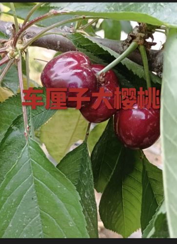 行唐樱桃采摘