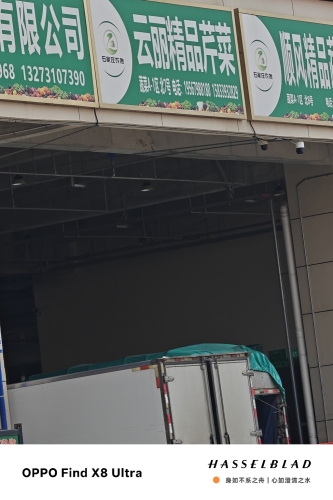 云丽精品芹菜