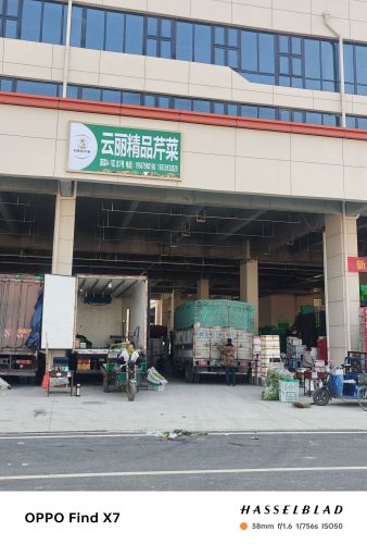 云丽精品芹菜