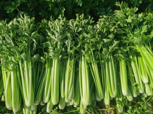 杨新峰精品芹菜