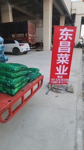东昌蒜苔