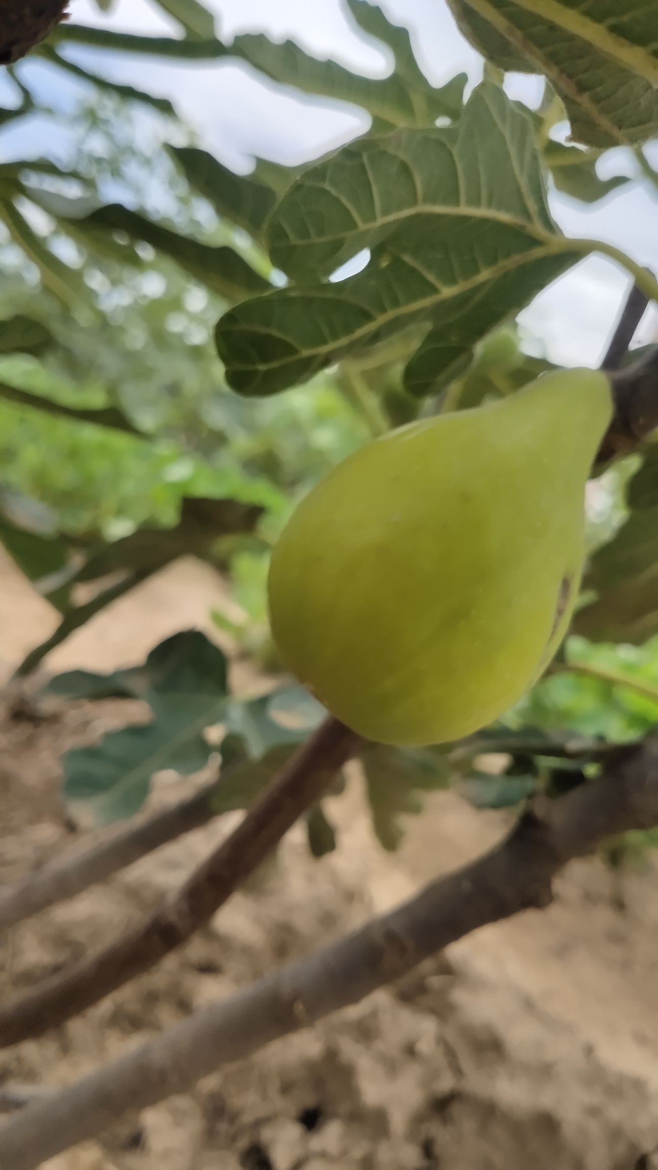 无花果采摘