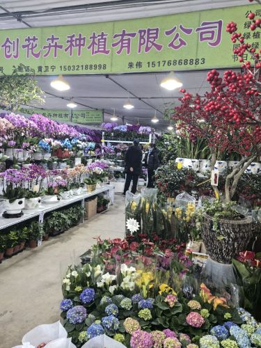 河北伟创花卉种植有限公司