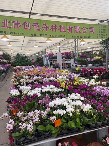 河北伟创花卉种植有限公司