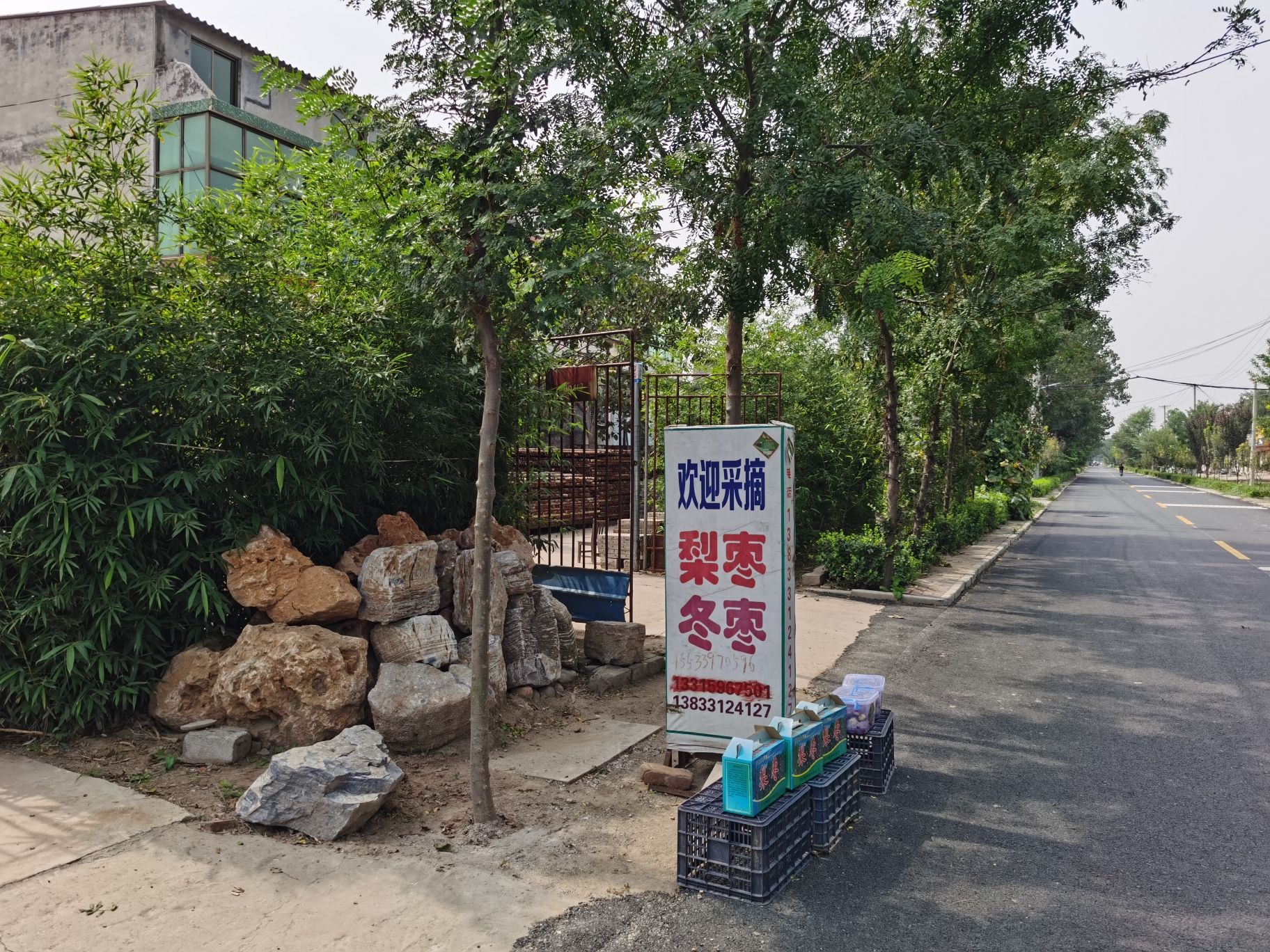 富村镇枣园