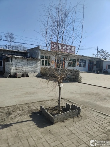 大盘鸡拉面