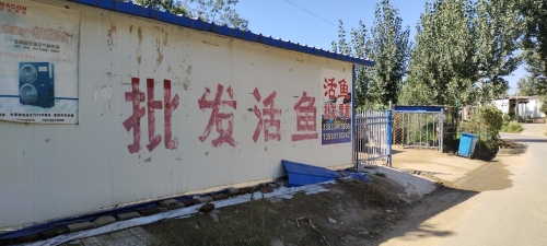 邾坊活鱼批发