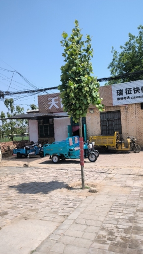 瑞征快修电车