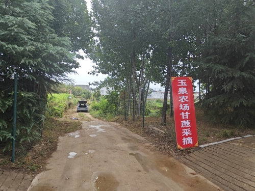 玉泉农场甘蔗采摘