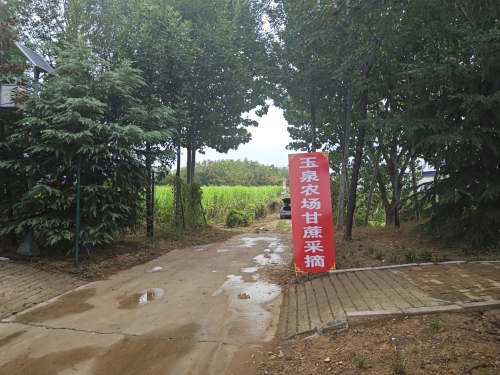玉泉农场甘蔗采摘