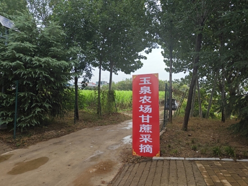 玉泉农场甘蔗采摘