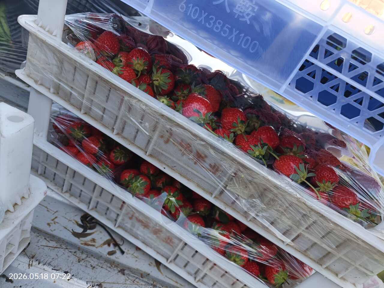 博凯精品水果批发中心
