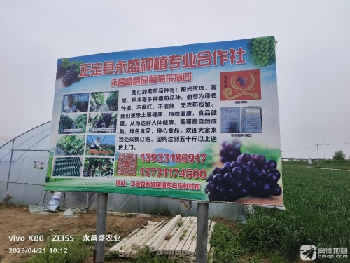 永昌盛精品葡萄采摘园