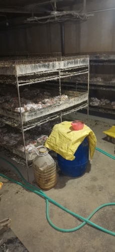 汗祥肉鸽养殖场