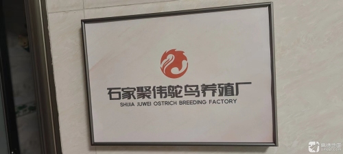 石家庄聚伟鸵鸟场