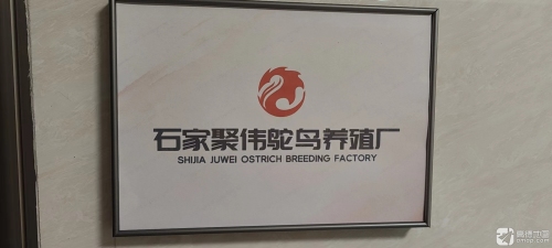 石家庄聚伟鸵鸟场