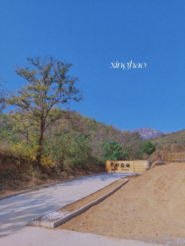 杏好森林·山谷营地