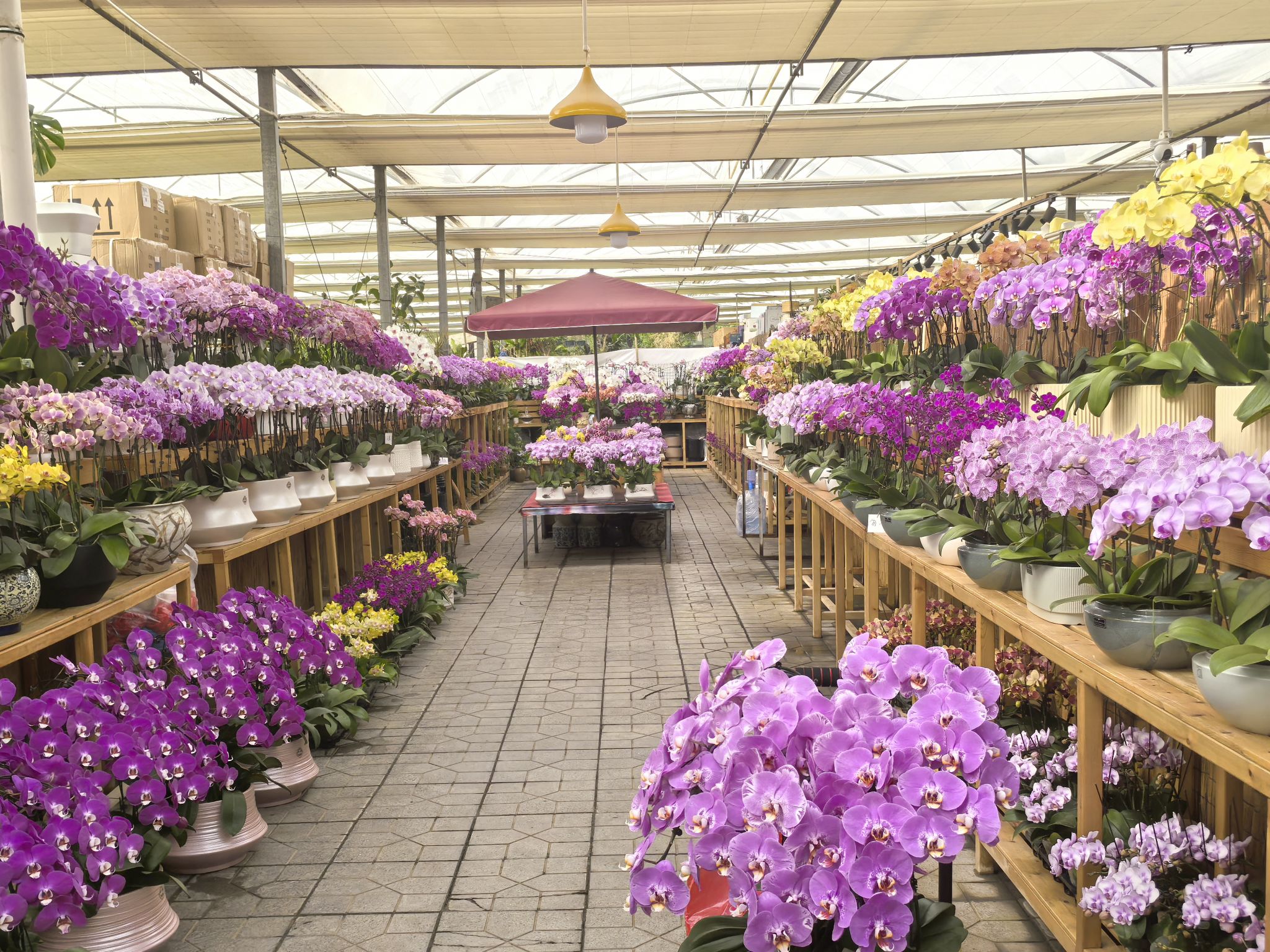 肖家营花卉基地