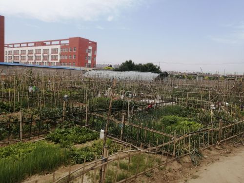 周家庄人民公社菜园