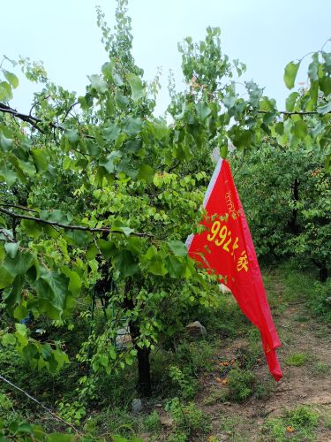 大家帮公益助残果园