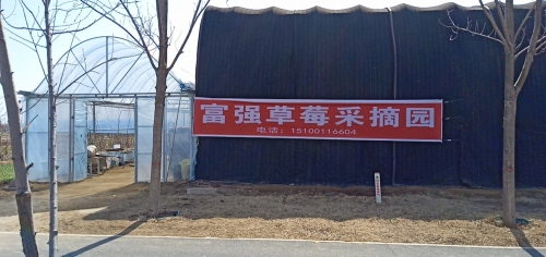 富强草莓采摘园