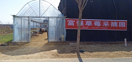 富强草莓采摘园