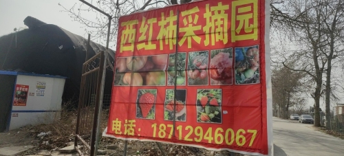 西红柿采摘园