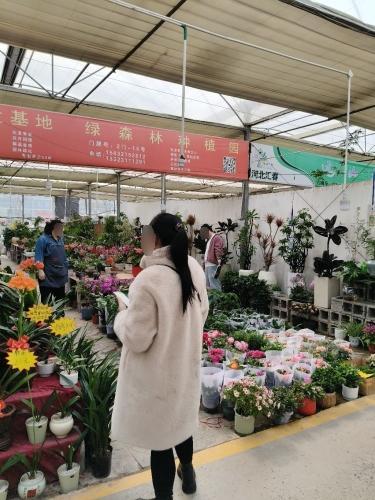 绿森林花卉种植园