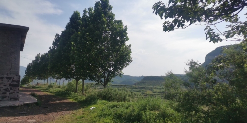 西云绵羊农场