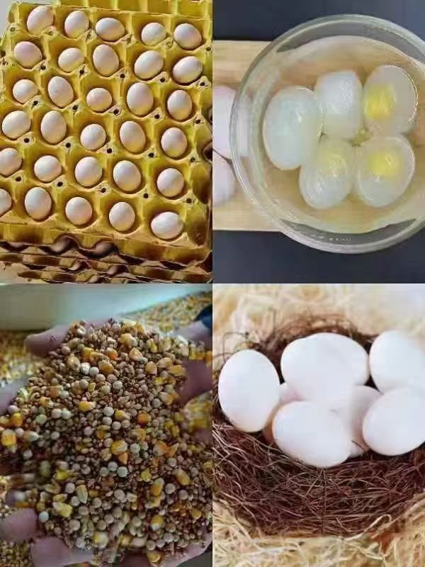 金嘉诺种鸽养殖