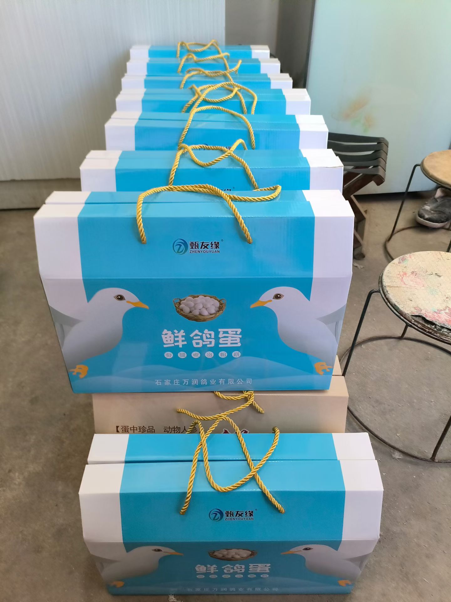 金嘉诺种鸽养殖