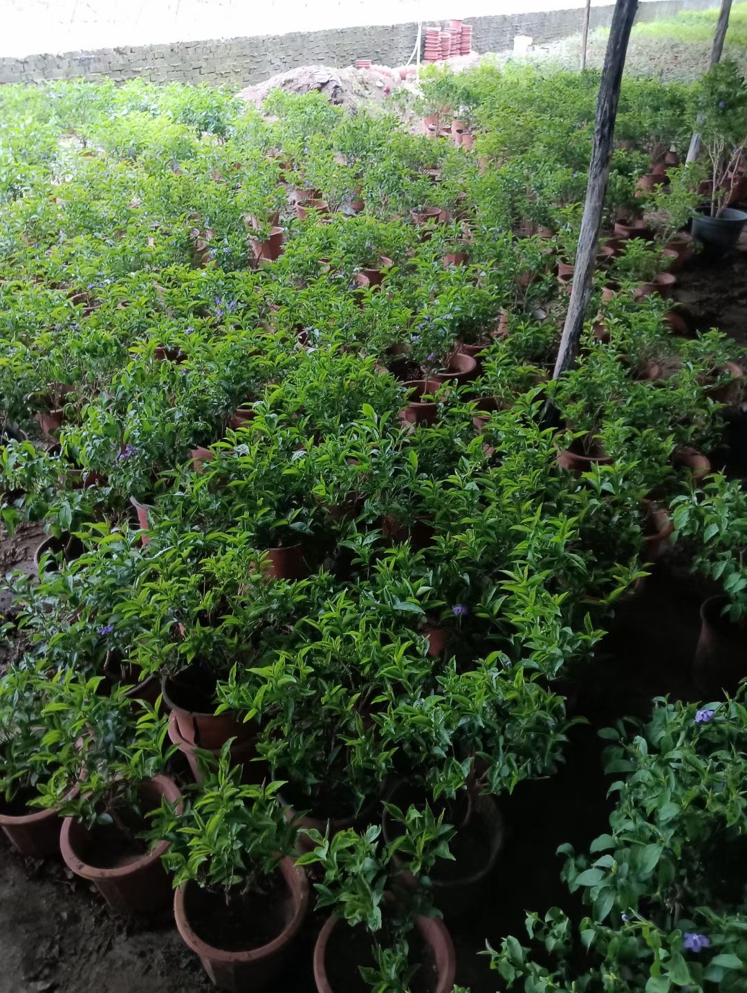 正定县隆昇种植家庭农场(鸳鸯茉莉花)