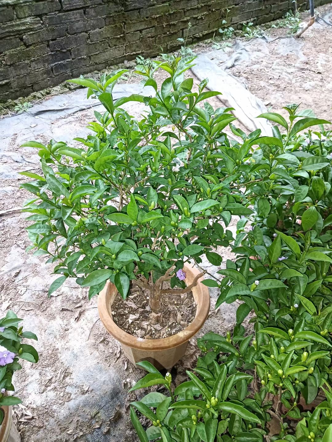 正定县隆昇种植家庭农场(鸳鸯茉莉花)