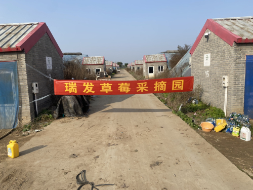 瑞发草莓采摘园