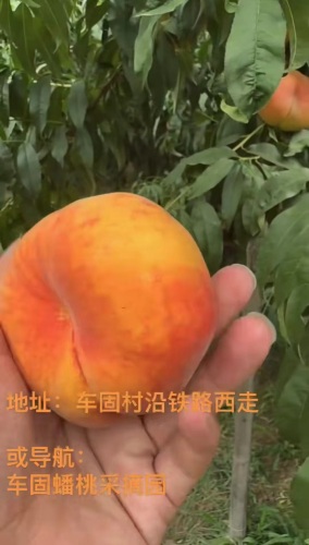 新乐车固蟠桃采摘园