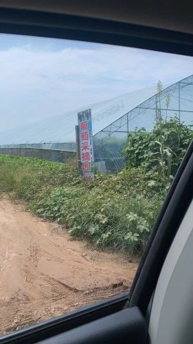 老刘葡萄采摘园