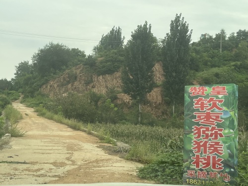 赞皇县软枣猕猴桃采摘基地