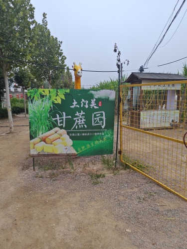 土门关甘蔗园