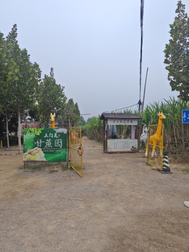 土门关甘蔗园
