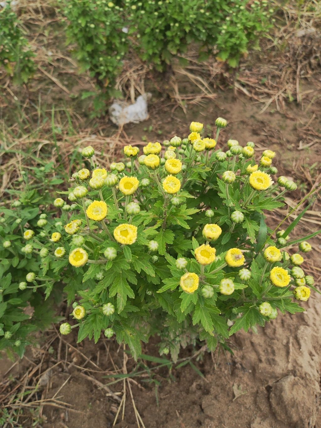 藁城区菊花露营基地