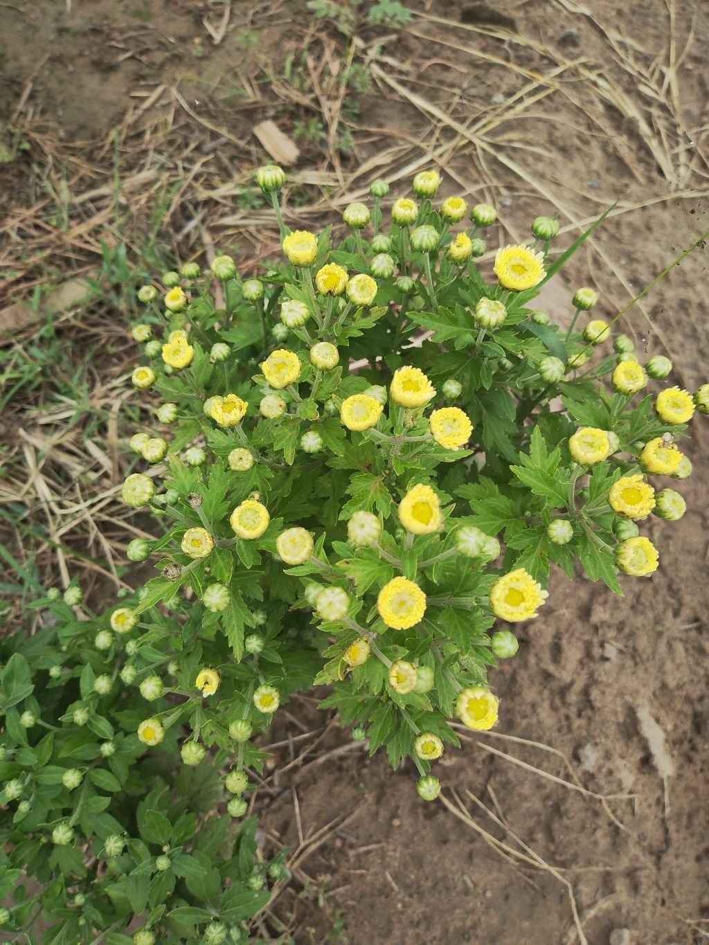 藁城区菊花露营基地