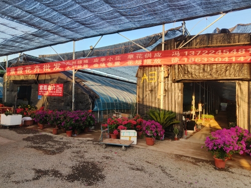 紫霞花卉