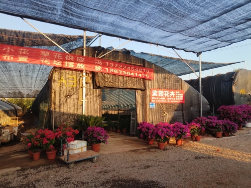 紫霞花卉